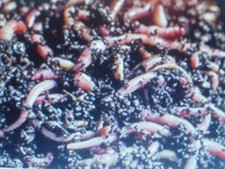 Vers de compost Eisenia ( juvénile  1 cm à 2.5 cm max) pour  Lombricomposteur