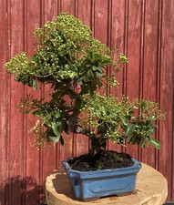 BONSAÏ PYRACANTHA COCCINEA/