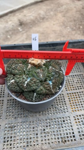 1pcs self rooted ariocarpus - 1pcs, self-rooted