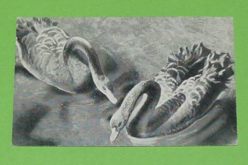 Chromo photo 1954 chocolat - chromo,