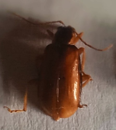Chrysomelidae paranapiacaba - chrysomelidae,