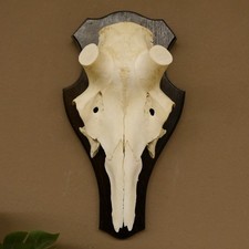 Crâne De Cerf Sans Bois AF