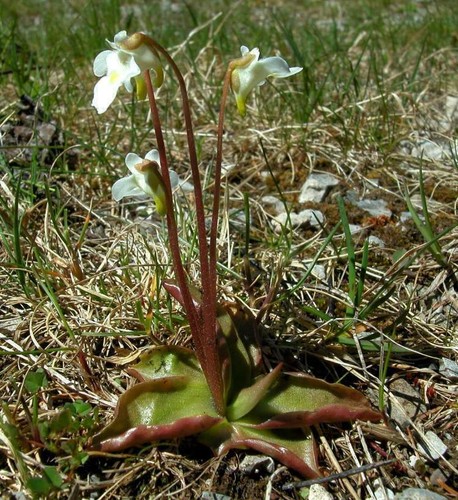 Alpine pinguicula plante - pinguicula,