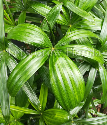Rhapis gracilis the miniature - rhapis,