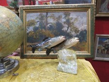 2 anciennes truites farios en