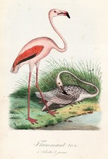 Flamant Rose Oiseaux