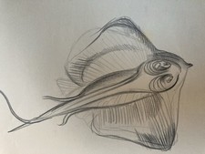 Beau Dessin Crayon Poisson Raie Animal Animaux 1950 A Identifier pêche Art Deco