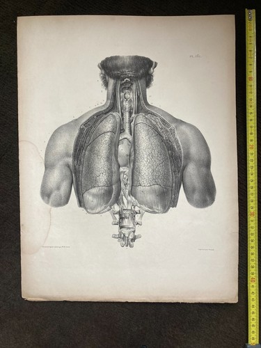 Grande planche anatomie