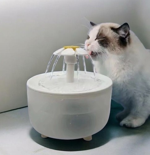 Fontaine eau chat - fontaine, à