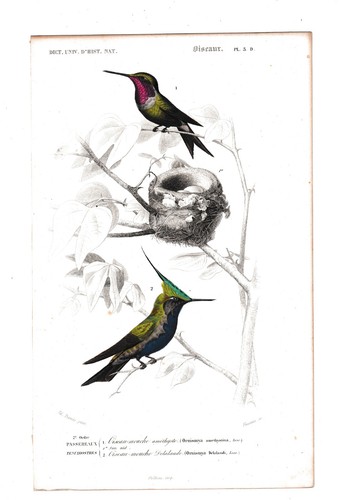 Oiseau mouche améthyste - oiseau,