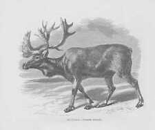 Renne Élan Elk Rennes