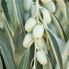 Graines eleagnus - 5,