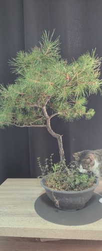 Bonsaï pinus conifère - pinus,