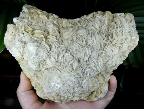 Xxl baryte crêtée 16x11cm - xxl,