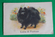 Chromo (8,3 X 5,7) - Chicorée Bleu Argent - Chien - Loulou de Poméranie