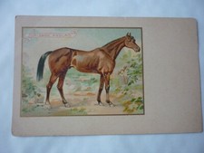 CARTE POSTALE /  CHICOREE MOKA CASIEZ /  CAMBRAI NORD / CHEVAL  PUR SANG ANGLAIS