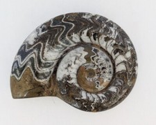 800 Gram Large Devonian