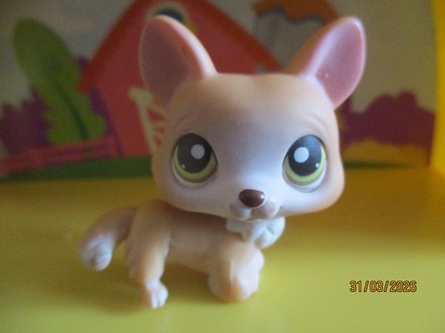 Petshop chien corgi - corgi, #183