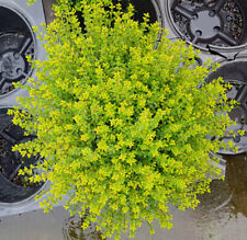 Lonicera nitida 'Panmin' /