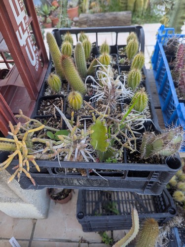 Cactus plantes grasse - cactus,