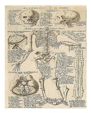 Vintage Anatomie Squelette Art