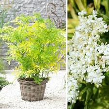 Sambucus nigra 'Golden Tower' - Sureau doré colonnaire