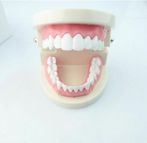 Pièce modèle dents de - de,