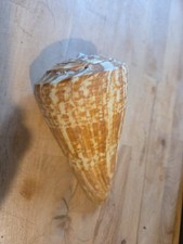 Coquillage Conus Kalloconus 15