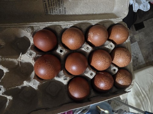 Bbs maran hatching - maran, eggs,