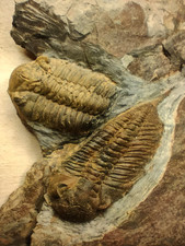 2 Eodalmanitina macrophtalma 