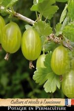 Groseillier à maquereau -