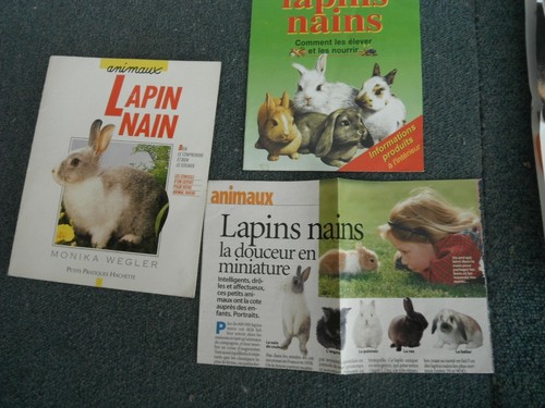 Lapin nain animaux monika - ,
