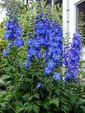 20 GRAINES DE DELPHINIUM OU PIED D'ALOUETTE VIVACE BLEUE
