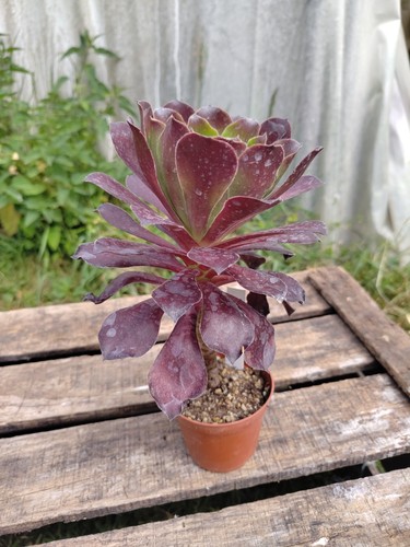 Aeonium pomegranate big - aeonium,