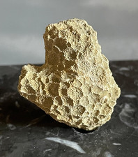 Corail fossile Goniopora