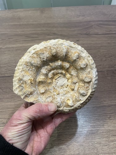 Nautile ammonite origine - nautile,