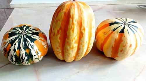 Graines courge patidou - courge,