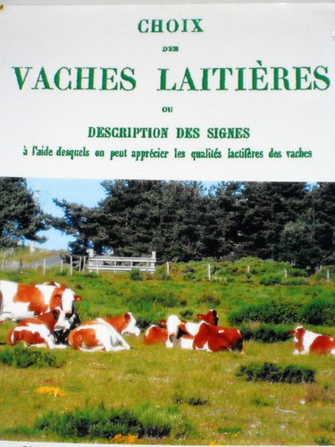 Choix des vaches laitières