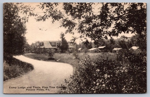 1924 pine tree camp lodge - tree,
