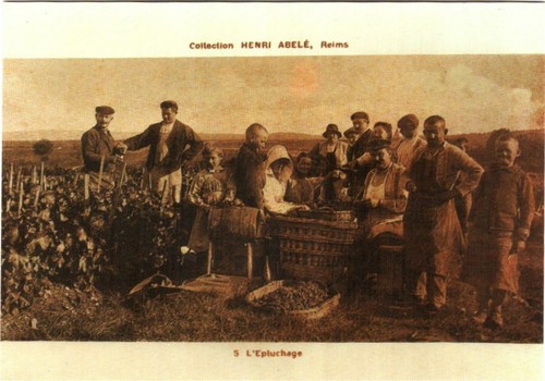 Cpm reims coll champagne - coll.,