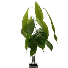 Cacaoyer | Arbre | Theobroma