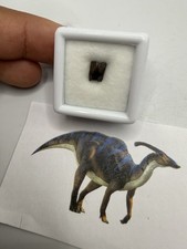 Hadrosaure Dent Dinosaur