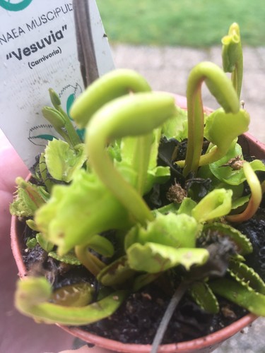 Plantes carnivores dionaea - carnivores,