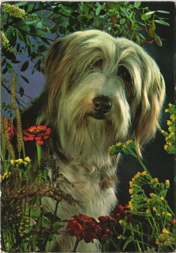 Cpa bobtail dog - bobtail,