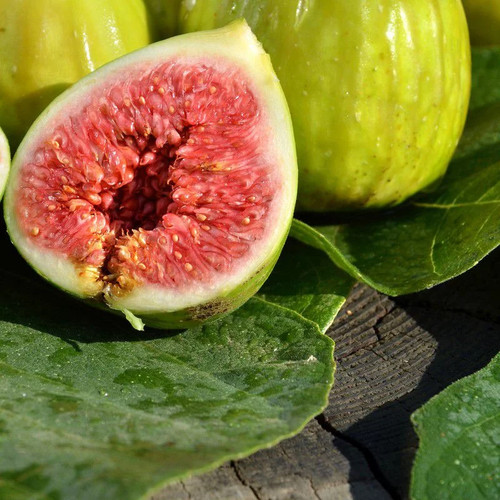 Ficus carica goutte - 'goutte, d'or'