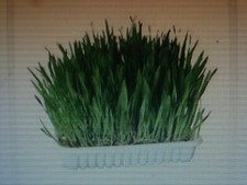 1200 Graines Herbe à Chat Bio en Mélange à Semer ( Orge / Blé/herbe )