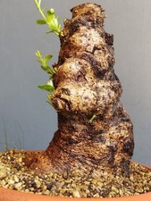 Bonsaï olivier 23 x 16 cm en