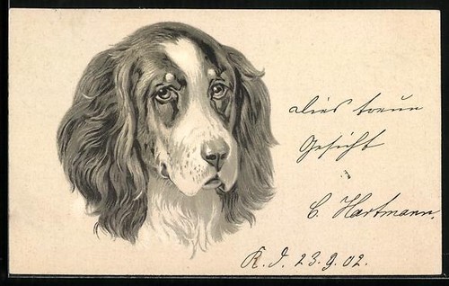 Carte postale épagneul avec