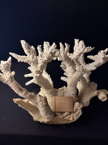 Corail blanc staghorn - ,
