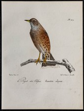 1830 - Accenteur alpin - Lithographie ancienne d'oiseau (Ornithologie) - Pégot